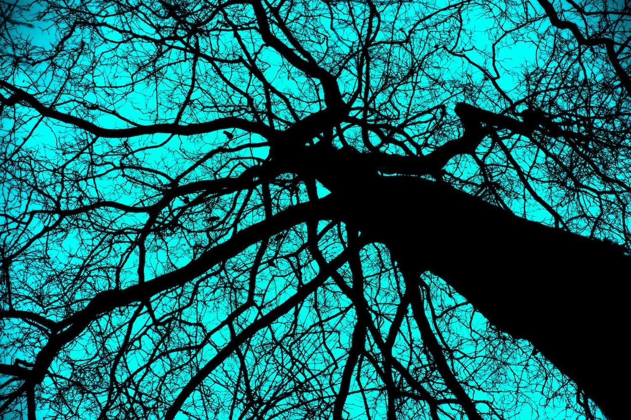 arbre à corbeau II